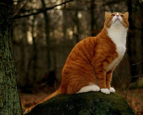 View topic - Flightclan cat - Spottedstar - Chicken Smoothie