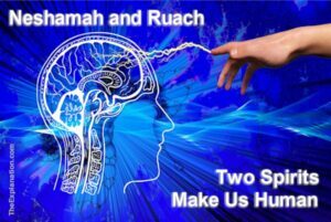 Neshamah and Ruach are two spirits conferred on each human being, making us human.