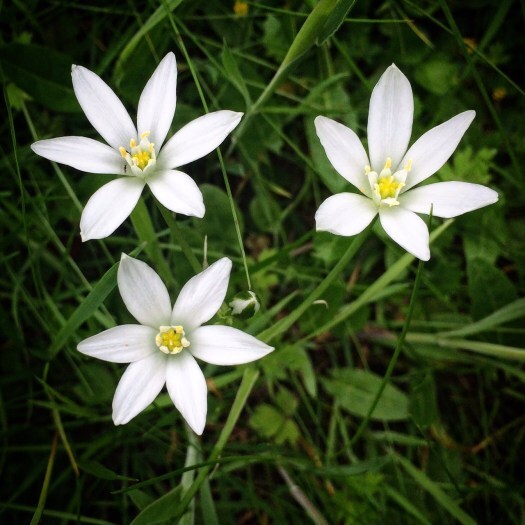 Crying while writing: Star of Bethlehem flowers