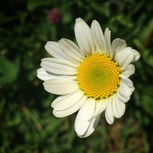 ox eye daisy