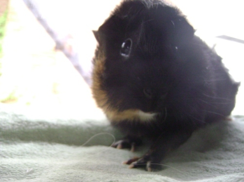 Rachel E Smith guinea pig
