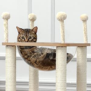 cat-bowl