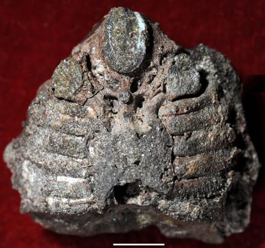 Chinese fossils show human middle ear evolved from fish gills