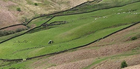 Sheep being grazed on a hillside