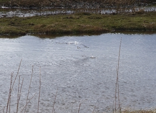 A gull fishing at the waters of philorth