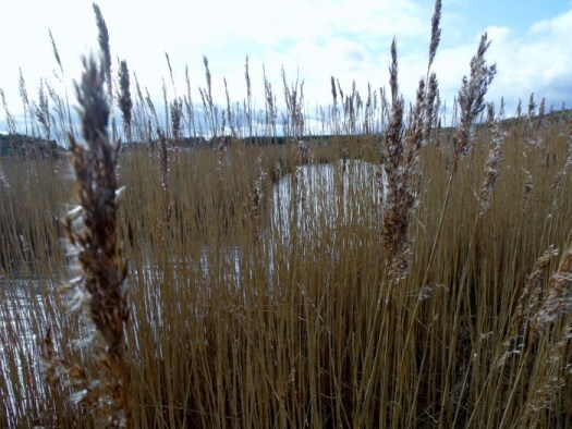 philorth reeds