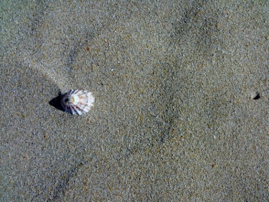 limpet