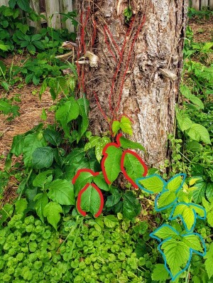 Poison Ivy Lookalike