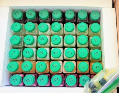 Raw Fountain 7 day Juice Fast