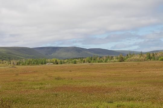 Cape Breton blueberry fields