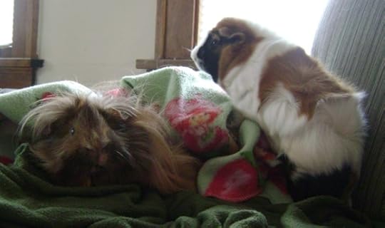 Rachel E Smith guinea pigs Danger Crumples Horace