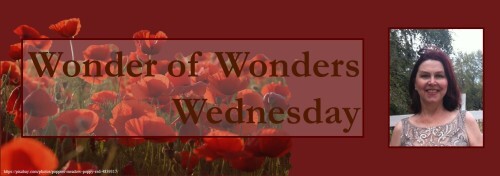 master - wonder of wonders wednesday banner