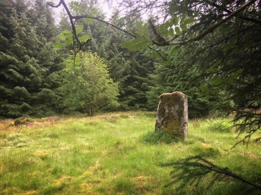 One stone from the circle in Loudon Wood