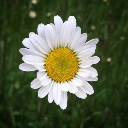ox-eye daisy