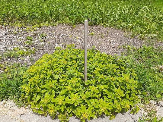 A brown dragonfly sits atop a wooden stake set among a mound of stonecrop plants with yellow buds and some flowers.