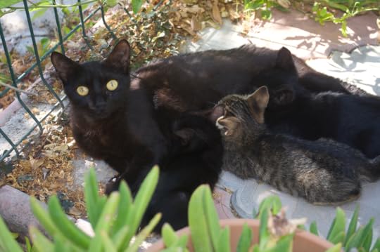 Black cat lucky with her 3 black and 1 tabby new kittens