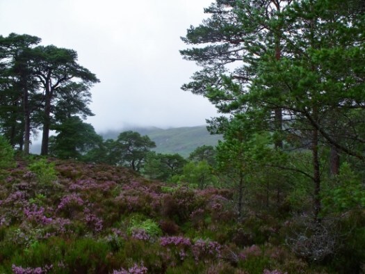 heather at Glen Affric