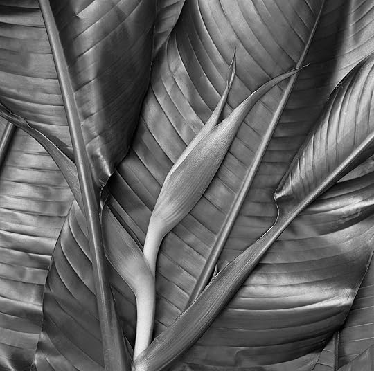 Franco Salmoiraghi, Orange Heliconia flower with leaves, 1991<br/>All photographs courtesy the artist”>		</div>		<div class=
