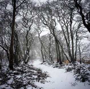 snowy woods