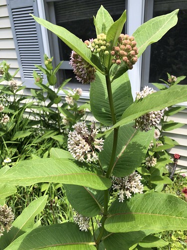 milkweed