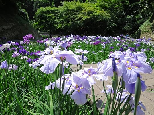 Iris blooming at the Meigetsu-in garden in Kamakura
