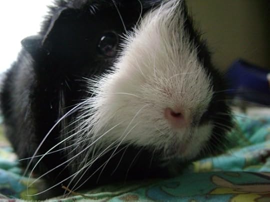 guinea pig Thaddeus Rachel E Smith