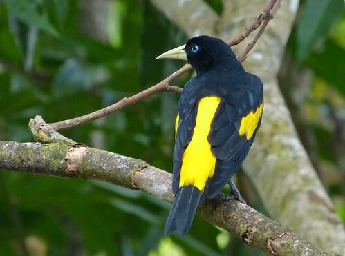 Arrendajo Común, Yellow-rumped Cacique (Cacicus cela)