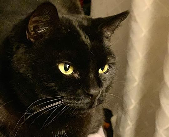 A Photograph of Bellatrix, a cat