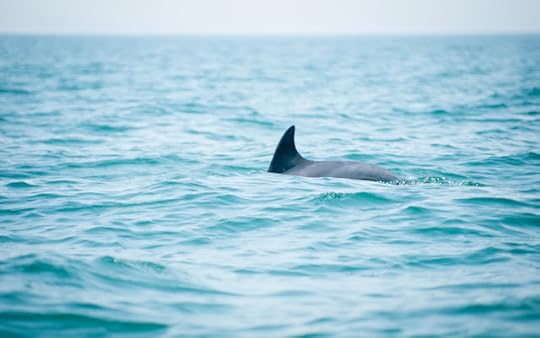Dolphins! Hengam, Iran