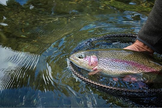 best fly fishing in vermont rainbow trout