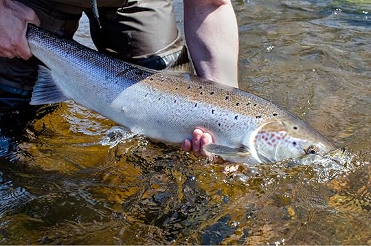 atlantic salmon best fly fishing in vermont