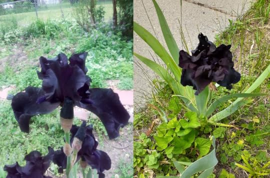 Two pictures of iris plants in bloom: The left photo has a side view of a near-black flower with two other blooms partly hidden; the second photo has a black-purple single iris bloom.