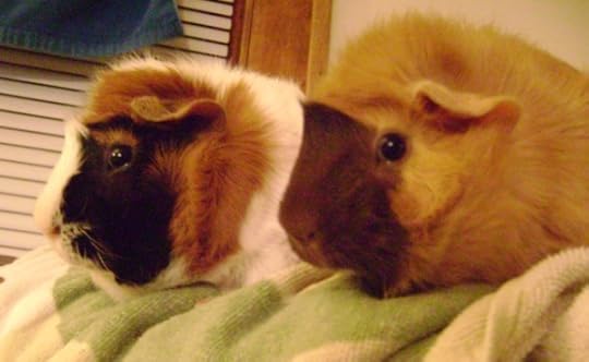 guinea pigs