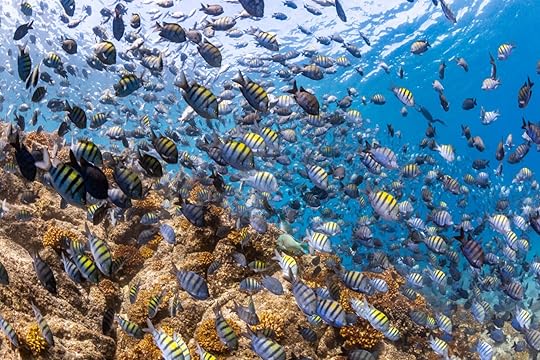 underwater life -- one of the best things to do in la paz mexico
