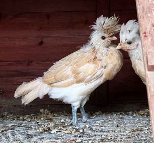 chicks with plumage