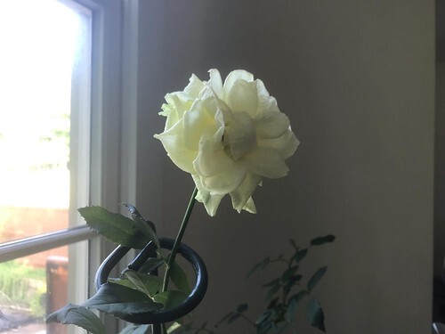 indoor rose