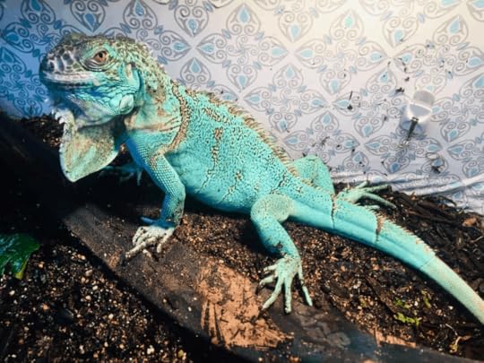 How Big Does A Blue Iguana Get