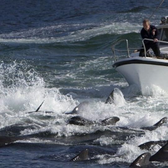 Whales are driven to swim onto the beach in the Faroe Islands
