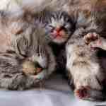 Newborn Kitten Snuggles with Mom cat