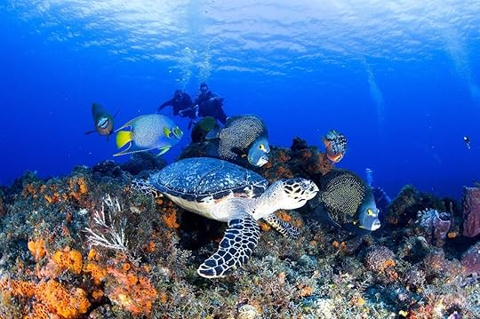 Snorkeling in Cozumel an easy place to get flights from Mexico from Houston 