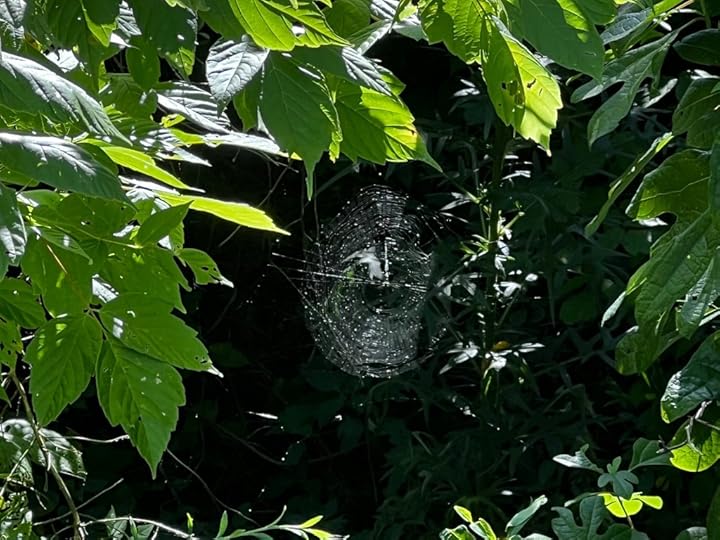Spider web seen through an opening in leaves of surrounding trees