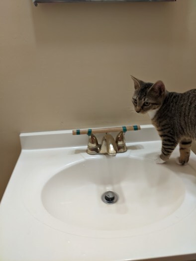 Tiger turns on bathroom sink