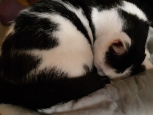 photo of kitten asleep on weighted blanket