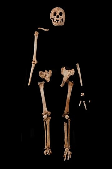 homo floresiensis skeleton lb1