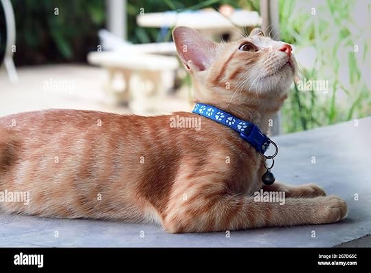 Orange cat wearing a blue collar sitting and looking up. Background is blurred garden atmosphere Stock Photo - Alamy