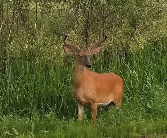 deer at Rideau Ferry