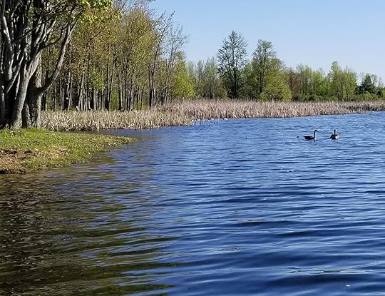 loons