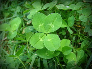 4 leaf clovers