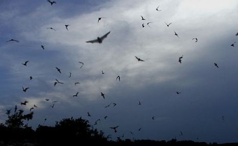 bats