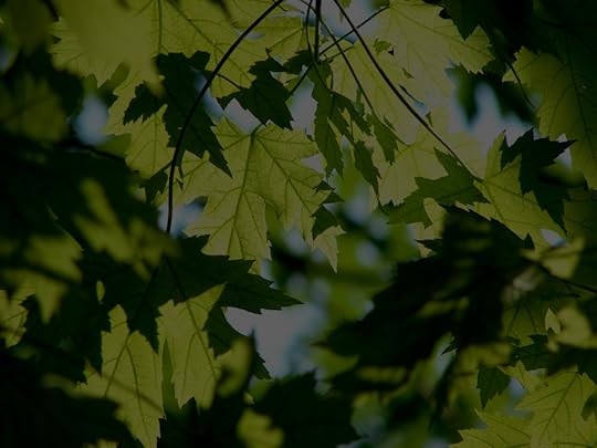 maples at night